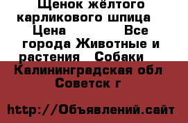 Щенок жёлтого карликового шпица  › Цена ­ 50 000 - Все города Животные и растения » Собаки   . Калининградская обл.,Советск г.